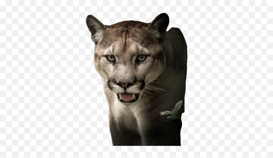 Furious Png Images Download Furious Png Transparent Image Emoji,Cougar Emoji