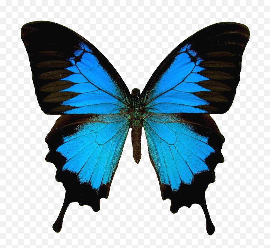Download Butterfly Texture Photo Butterfly7 - Papilio Emoji,Butterfly Emojio