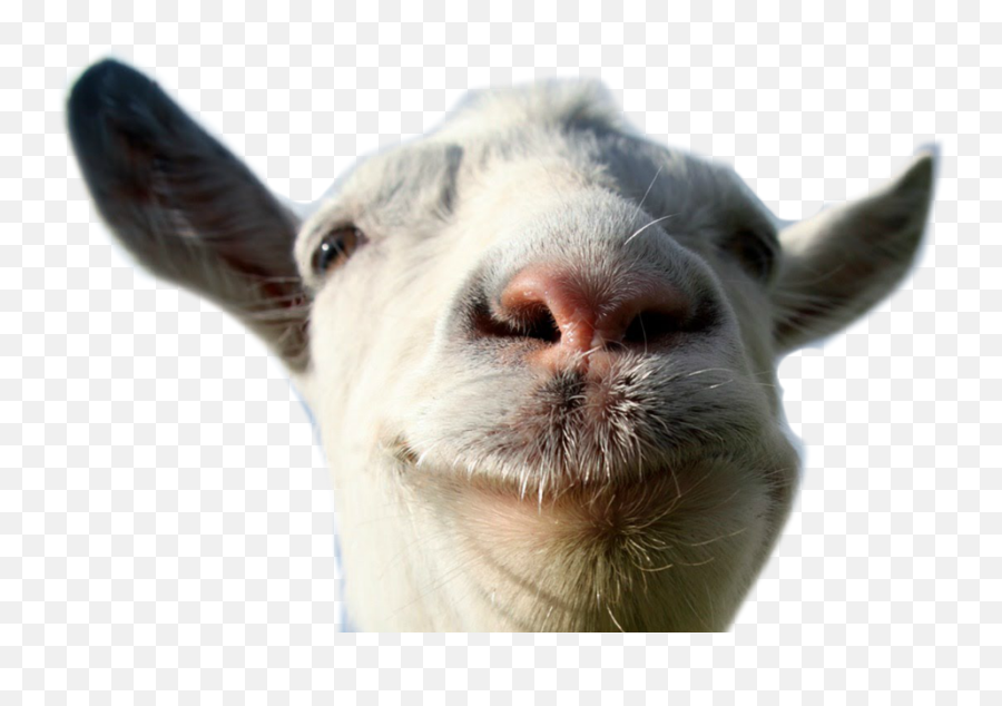 Png Goat Animal Farm Funny Lol Sticker By Vanesa - Goat Head Transparent Background Emoji,Goat Emoji