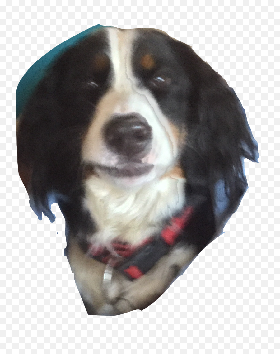 Funnydogs Dogs Sticker - Vw Emoji,Bernese Mountain Dog Emoji