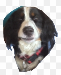 Funnydogs Dogs Sticker - Vw Emoji,Bernese Mountain Dog Emoji