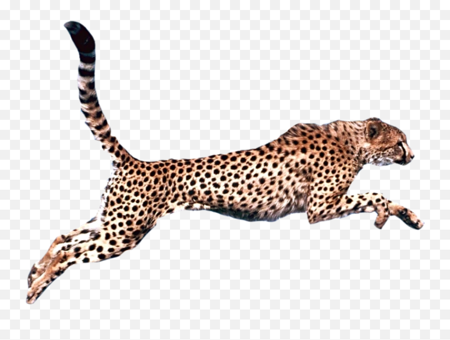 Cheetah - Cheetah Transparent Background Emoji,Cheetah Emoji