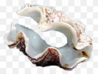 Clam Shell Clamshell Sticker - Huge Shell Emoji,Clamshell Emoji