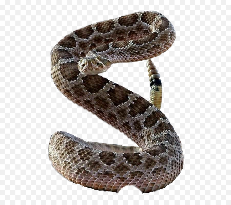 The Most Edited - Sidewinder Transparent Background Emoji,Rattlesnake Emoji