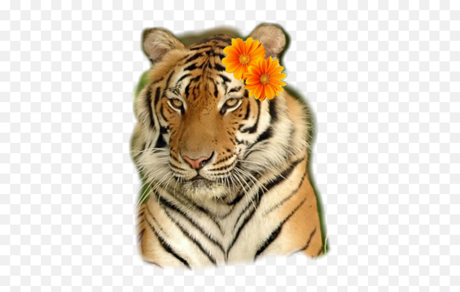 Cute Tiger Sticker - Fondos De Pantalla De Animales Hd Emoji,Cute Tiger Emoji Transparent