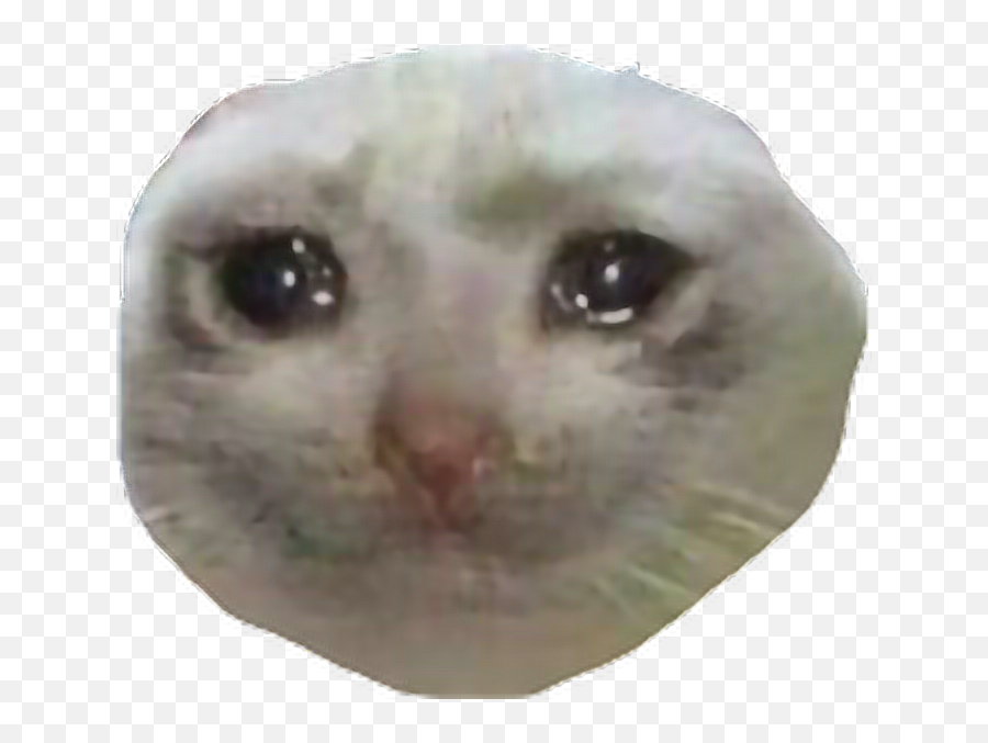Why He Sad Meme Memes Edgymemes Cat Sadcat Freetoedit - Sad Sad Cat Face Png Emoji,Sad Emoji Meme