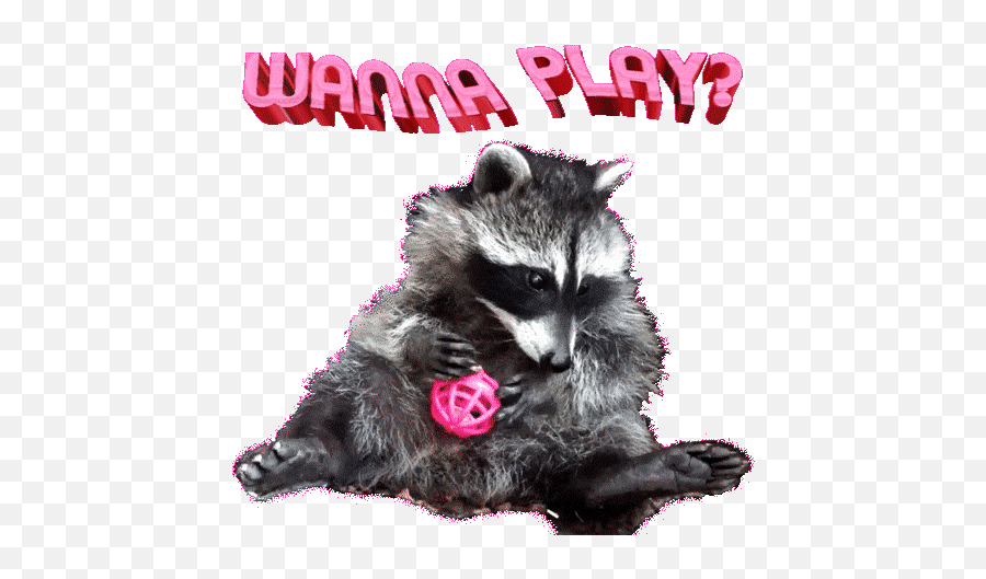 Top Funny Raccoon Stickers For Android U0026 Ios Gfycat - Photo Caption Emoji,Guilty Monkey Emoticon