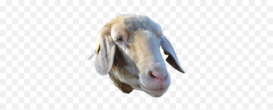 Boer Goat Png Images Download Boer Goat Png Transparent Emoji,Transparent Sheep Emoji