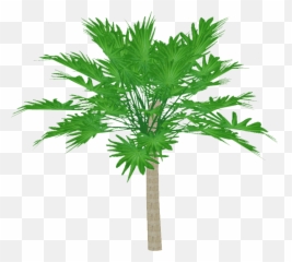 Categorypalms Zt2 Download Library Wiki Fandom Emoji,Palm Tree Island Emoji