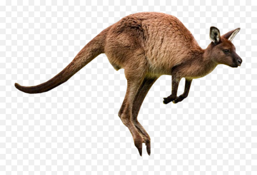 Kangaroo Sticker - Animals Name With Their Food Emoji,Kangaroo Emoji