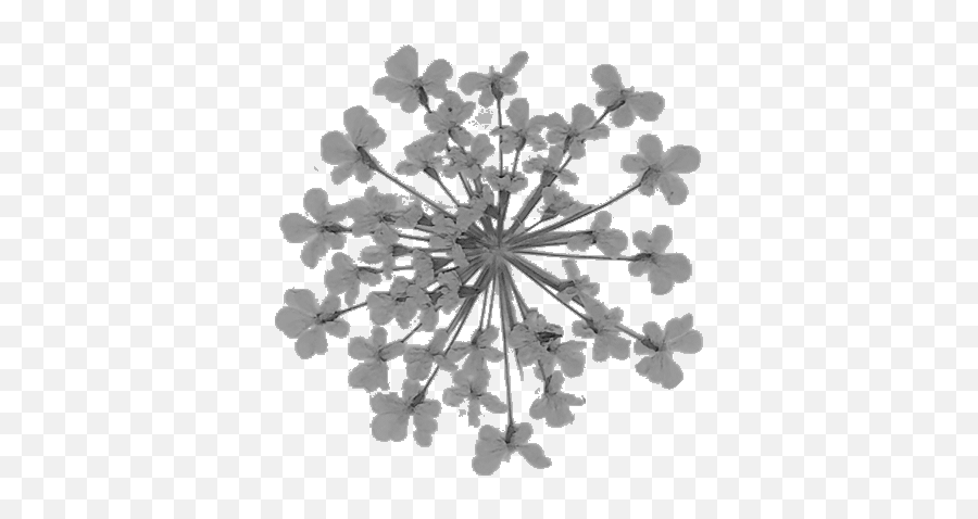 Testimonials - Primrose Emoji,Never Been Through That Never Experienced That Emotion Testimonials - Primrose Emoji,Never Been Through That Never Experienced That Emotion