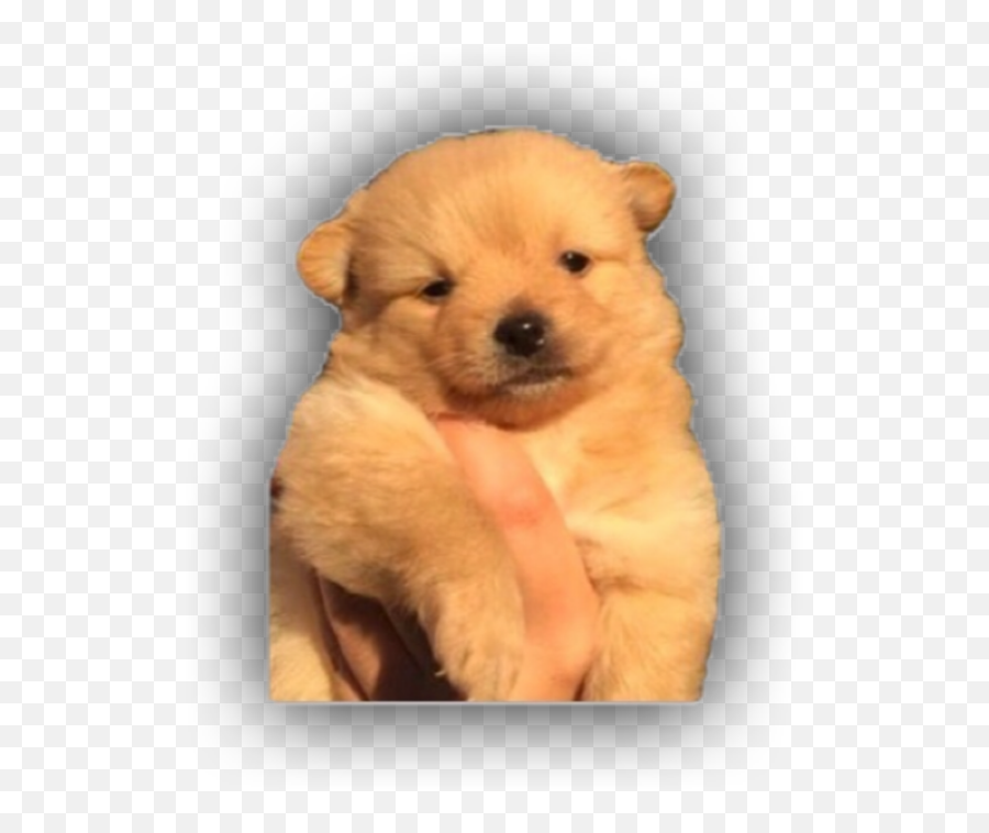 The Most Edited - Northern Breed Group Emoji,Chow Chow Emoticon