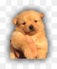 The Most Edited - Northern Breed Group Emoji,Chow Chow Emoticon