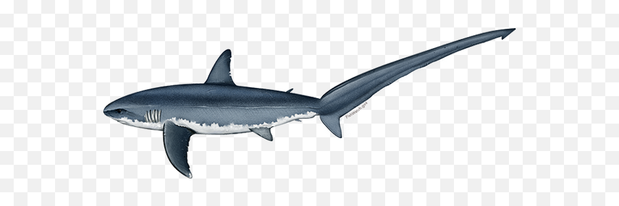Gulf Of Mexico - Thresher Shark White Background Emoji,Stingrays Flaps Emotions