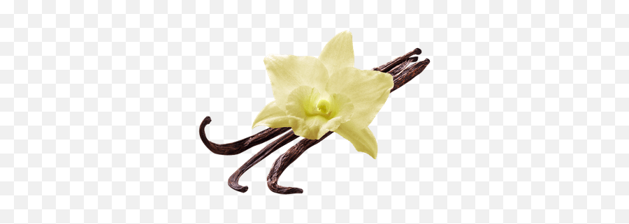 Vanilla Flower Png Hd Transparent Background Image - Lifepng Emoji,High Resolution Flower Emoji