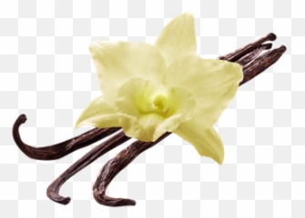 Vanilla Flower Png Hd Transparent Background Image - Lifepng Emoji,High Resolution Flower Emoji