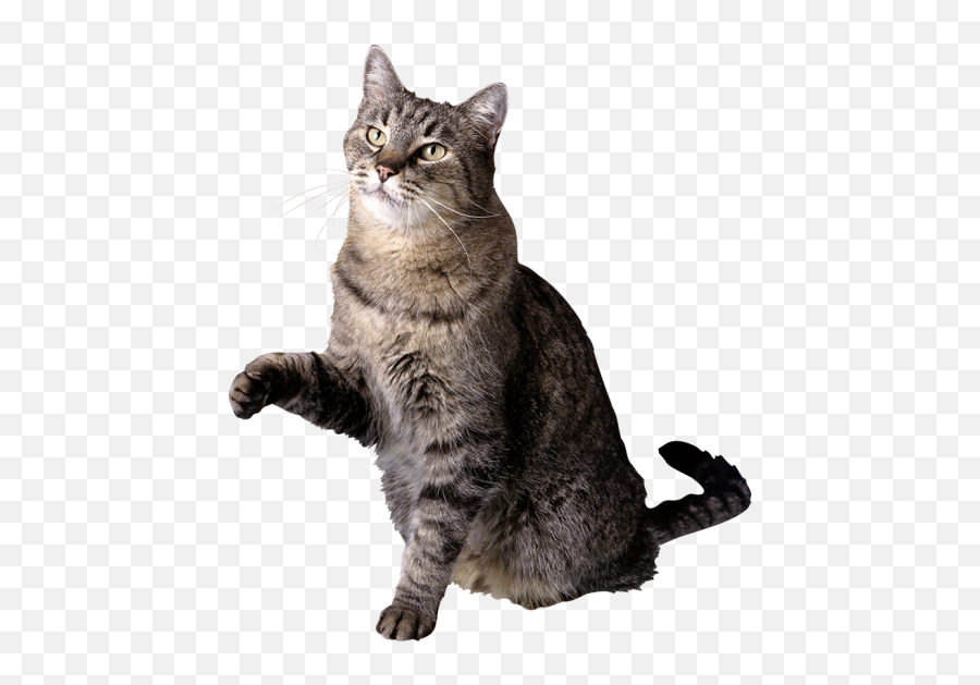 Gray Cat Png Images Download - Feral Cat Transparent Background Emoji,Grey Tabby Emojis