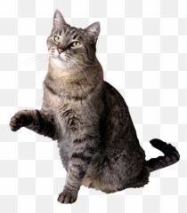 Gray Cat Png Images Download - Feral Cat Transparent Background Emoji,Grey Tabby Emojis