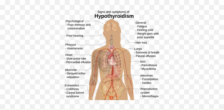 What You Need To Know About Thyroid Disorders Health - Hemolytic Transfusion Reaction Symptoms Emoji,Hair Trembles With Emotion