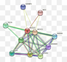 Mccc2 Protein Human - String Interaction Network Dot Emoji,Frequency Of Emotions Gaud