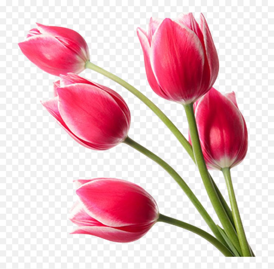 Red Tulips Png Transparent Png - Transparent Tulips Png Emoji,Android Emoji Tulip Meanings