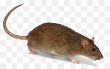 Rat Png Transparent Image Png Mart Emoji,Rat Emojis