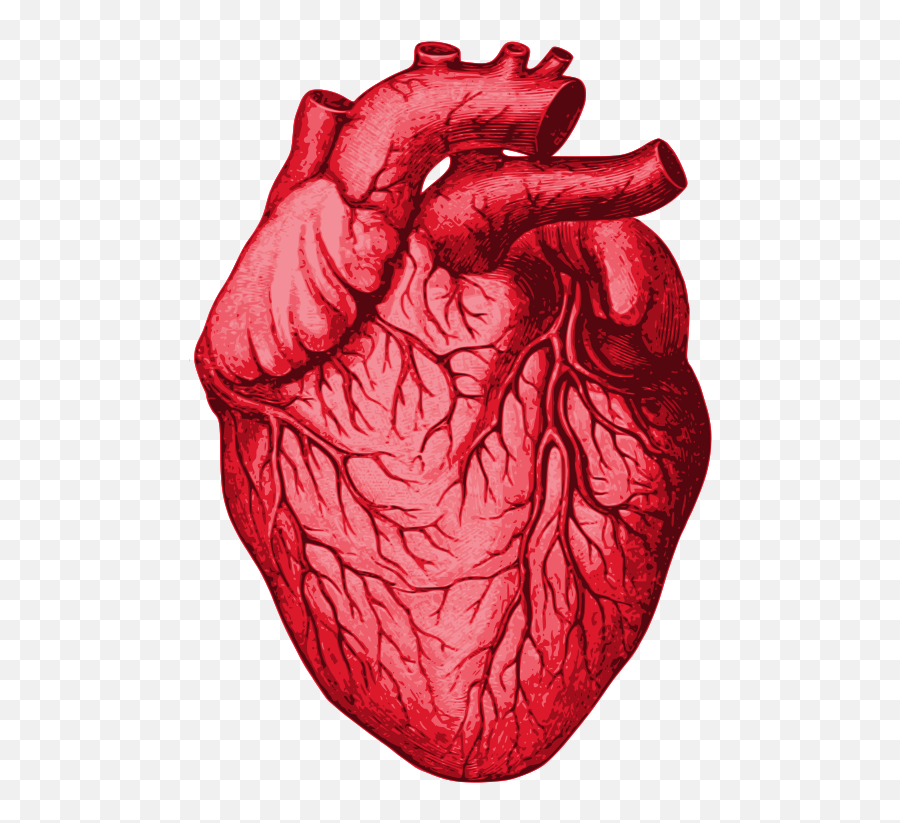 Biological Human Heart - Openclipart Emoji,Two Tiny Pink Heart Emojis