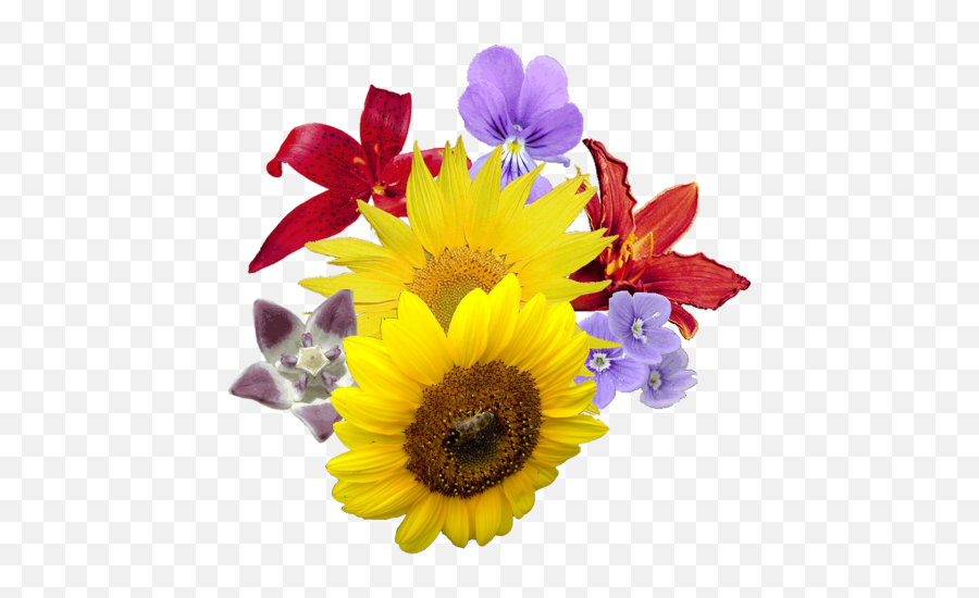 Bouquet Of Sunflower Flowers Png Imagse - Yourpngcom Emoji,Boque Emojis