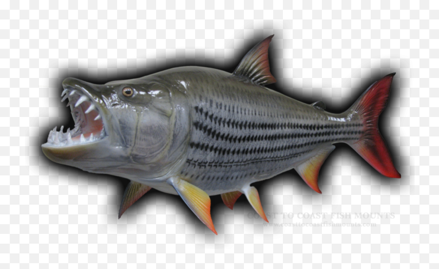 35 Tigerfish Fish Mount Replica Emoji,An Emotion Fish