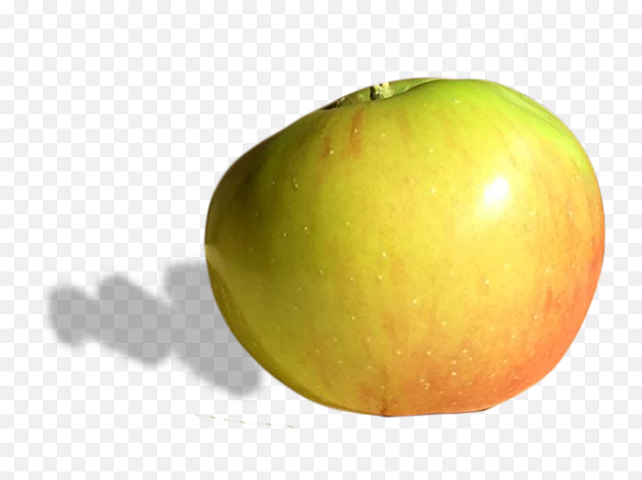Our Lovely Apples U2014 Champlain Orchards Emoji,Animated Emojis Apple Name