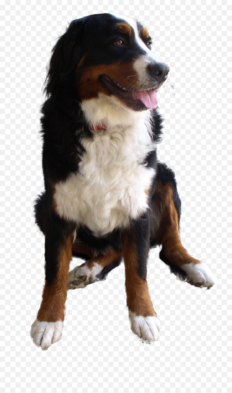 Cute Dog Png Image - Imagenes De Perros Con Fondo Transparente Emoji,Bernese Mountain Dog Emoji