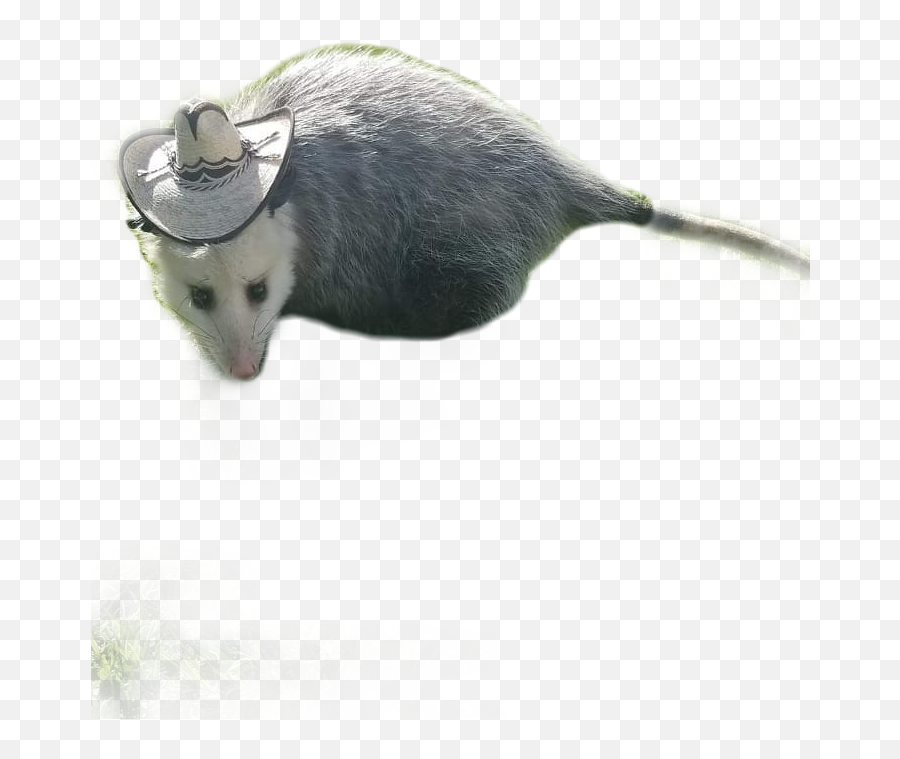 Possum Opossum Sticker - Virginia Opossum Emoji,Possum Emoji