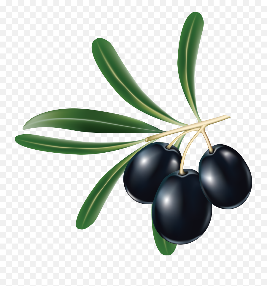 64 Olive Png Images Free To Download - Black Olive With Oil Emoji,Olive Emoji