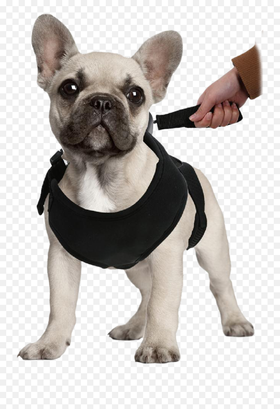 2 - Fortuesday 2in1 Lucky Leash Retractable Dog Harnesses Dog Pet Carrier Emoji,Doggo Emoticon