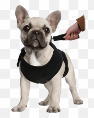 2 - Fortuesday 2in1 Lucky Leash Retractable Dog Harnesses Dog Pet Carrier Emoji,Doggo Emoticon