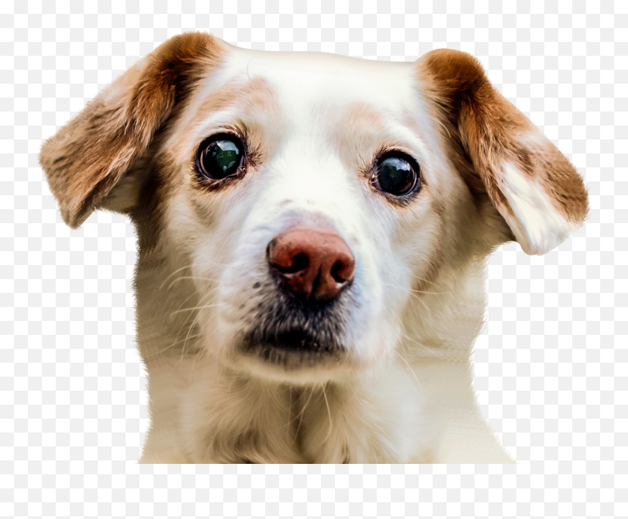 Dog Face Png Image Snapchat Dog Face Dog Face Puppy Dog - Dog Face Png Emoji,Puppy Emoji