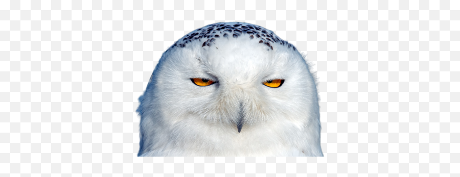 Owl Meme Stickers By - White And Blue Owl Emoji,Pictures Of Cute Emojis Of Alot Of Owls