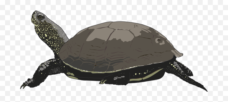 Free Clipart - Popular 1001freedownloadscom Sea Turtles Emoji,Sea Turtle Emoticon
