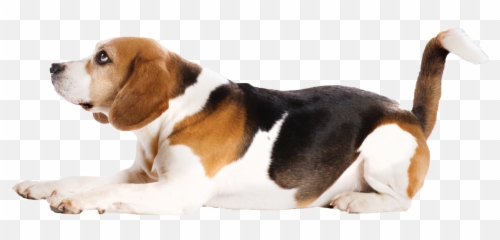 South Carolina - Soft Emoji,Beagle Puppy Emotions