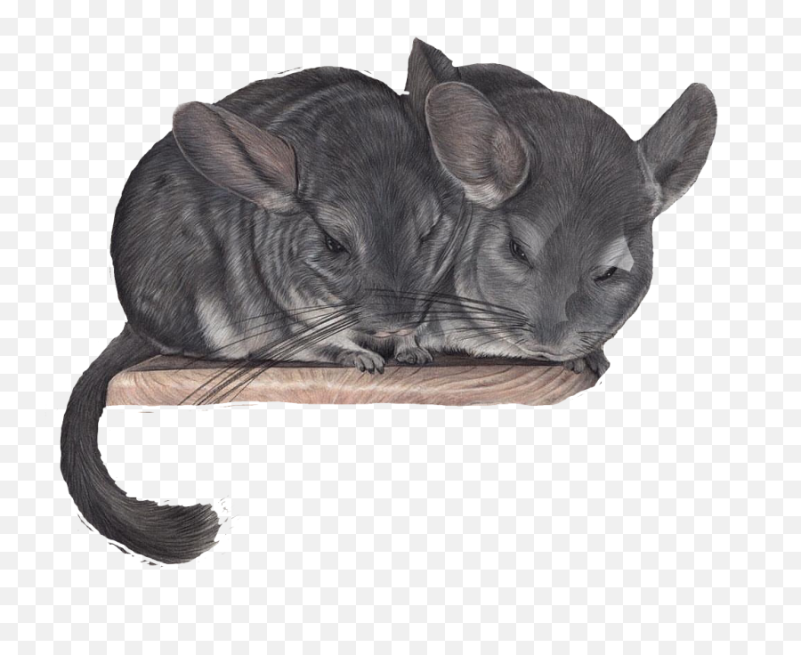 The Most Edited - Chinchilla Emoji,Chinchilla Emoji