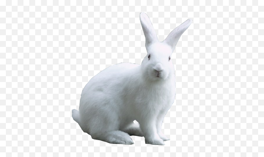 White Easter Bunny Psd Psd Free Download - White Rabbit Png Emoji,Pet Emoji Psd