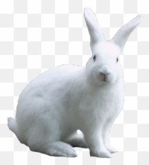 White Easter Bunny Psd Psd Free Download - White Rabbit Png Emoji,Pet Emoji Psd