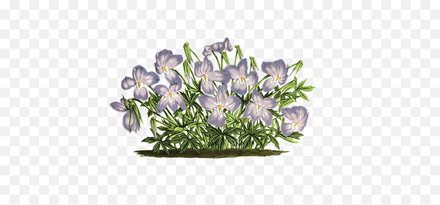 900 Free Violet U0026 Background Illustrations - Pixabay Bellflowers Emoji,Violet Flower Emoji