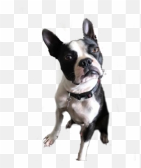 Rd22 By Rd - Sticker Maker For Whatsapp Emoji,French Bulldog Emojis