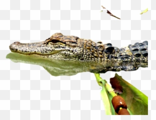 Crocs Png Images Download Crocs Png Transparent Image With Emoji,Cocodrile Emoji