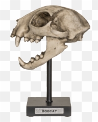 Cat Skeleton Sitting Emoji,Skeleton With Bones Emoji