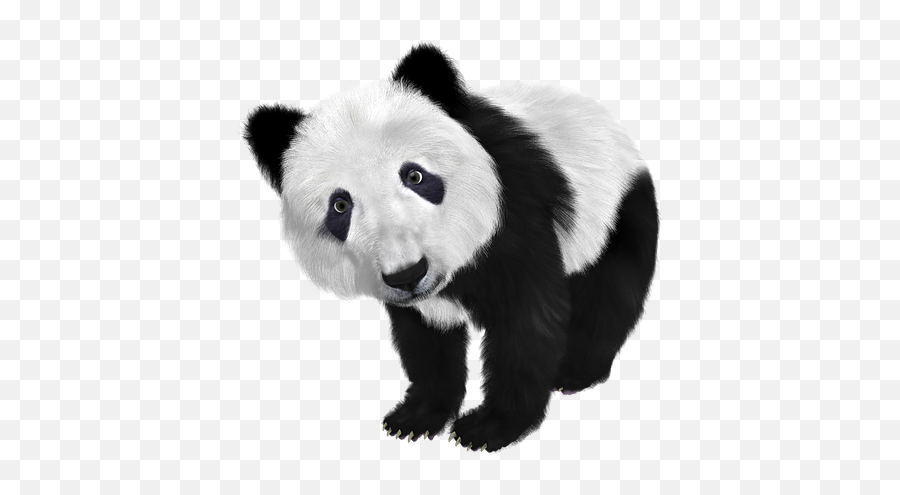 Free Photos Panda Baby Search Download - Needpixcom Baby Panda Transparent Background Emoji,Red Panda Emoji