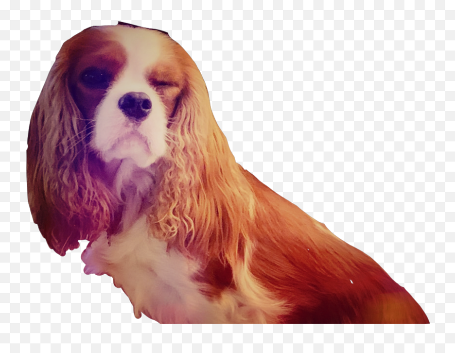 Claresiobhan Eevee Alia Ali - Cavalier King Charles Spaniel Emoji,Cavalier King Charles Spaniel Sticker Emoji