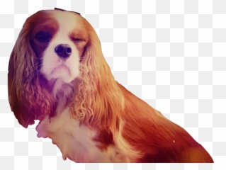 Claresiobhan Eevee Alia Ali - Cavalier King Charles Spaniel Emoji,Cavalier King Charles Spaniel Sticker Emoji