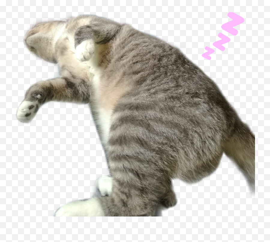 Sleepingbeauty Sticker - Soft Emoji,Cat And Zzz Emoji